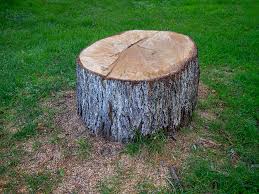 Best Tree Planting  in Ruckersville, VA
