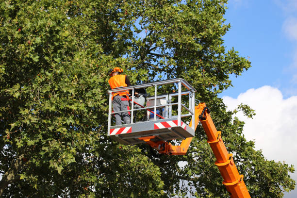 Best Emergency Tree Removal  in Ruckersville, VA