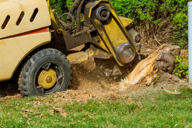 Best Sod Installation  in Ruckersville, VA