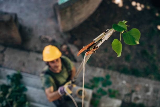 Best Storm Damage Tree Cleanup  in Ruckersville, VA