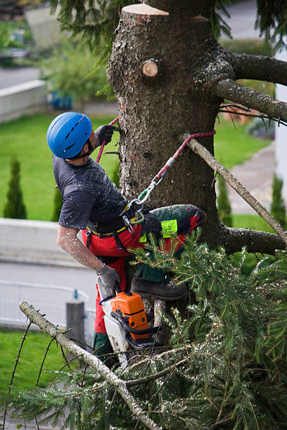 Best Arborist Consultation Services  in Ruckersville, VA
