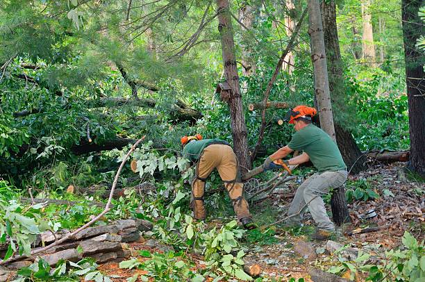  Ruckersville, VA Tree Services Pros