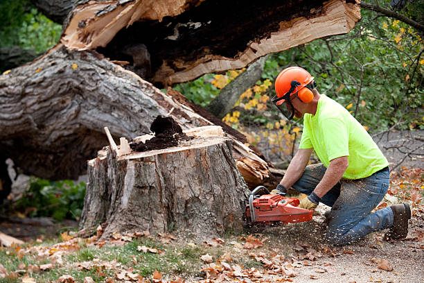 Best Lawn Maintenance Plans  in Ruckersville, VA